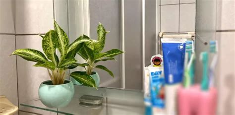 廁所對冰箱 竹子盆栽照顧